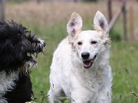 Puppys van Bliss040622-0082